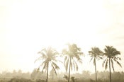 Image of Philippines Palms