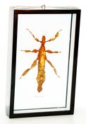 Image of GIANT PRICKLY STICK INSECT 