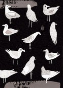 Image of Seagulls
