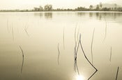 Image of Shoreline