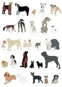 Image of Man's Best Friend