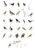 Image of The A to Z of Birds