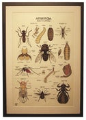 Image of Chromolithograph-Anthropoda
