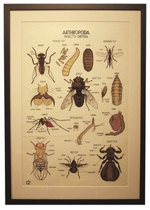 Image of Chromolithograph-Anthropoda