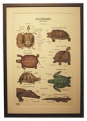 Image of Chromolithograph-Chordata: Reptiles