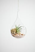 Image of Large Hanging Teardrop Terrarium Kit: Elementals Suspended