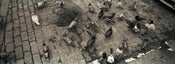 Image of NYC Pigeons