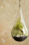 Image of Rainforest Raindrop Terrarium Kit