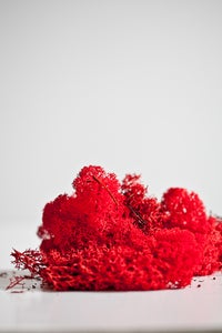 Image of Red Reindeer moss.