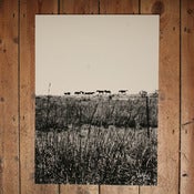 Image of VALERIE PHILLIPS FIELD SCREEN PRINT