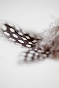 Image of Feather: Spotted Guinea