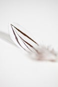 Image of Feather: Silver Pheasant 