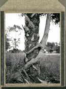Image of Tree Hug