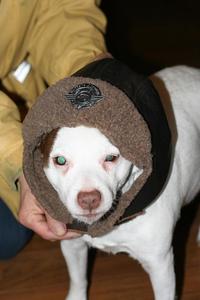 Image of New Aviator Hat