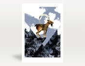 Image of Ibex