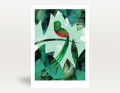 Image of Quetzal