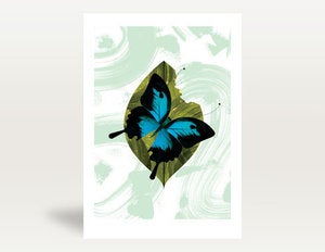 Image of Ulysees Butterfly
