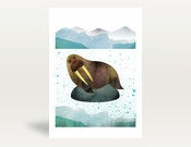 Image of Walrus