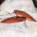 Image of New Zealand Kamahi Straight Earrings