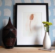 Image of Withered poppy
