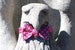 Image of Block Island Red and Blue Paisley Bow tie