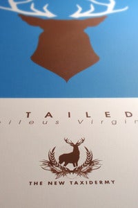 Image of White Tailed Deer