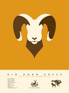 Image of Big Horn Sheep