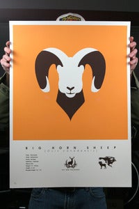 Image of Big Horn Sheep