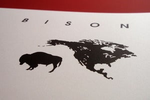 Image of American Bison