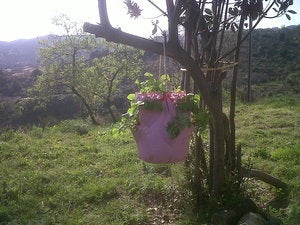 Image of Contenedor para fresas y aromáticas( Pack de 2 unidades)