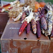 Image of Autumn Ears