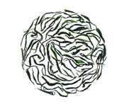 Image of Green Needles, Organic, Fair trade