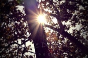Image of Retro Spring