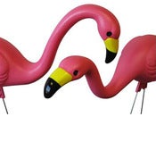 Image of Flamingos