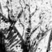 Image of Giclee Print: Before Awakening Blossoms comes growth