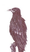Image of Feathered