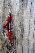 Image of Single Feather Earrings