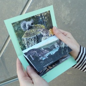 Image of Zine - It was quite a wilderness