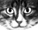 Image of The Cat With the Glow in the Dark Eyes