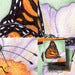 Image of Butterfly Dances on Flower Giclee Art Print