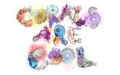 Image of Corals are Cool