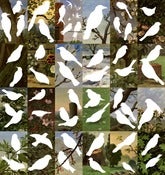 Image of Sharon Elphick<br>Garden Ghosts (Small)