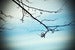 Image of Blue
