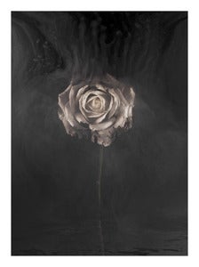 Image of White Rose II