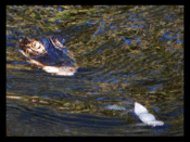 Image of Gator print