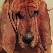 Image of TY SEGALL - Goodbye Bread