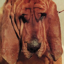 Image of TY SEGALL - Goodbye Bread