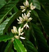 Image of Costa Rica Tarrazu - distinct