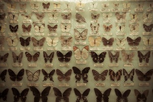 Image of butterfly.