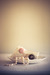 Image of buttons & lace.
